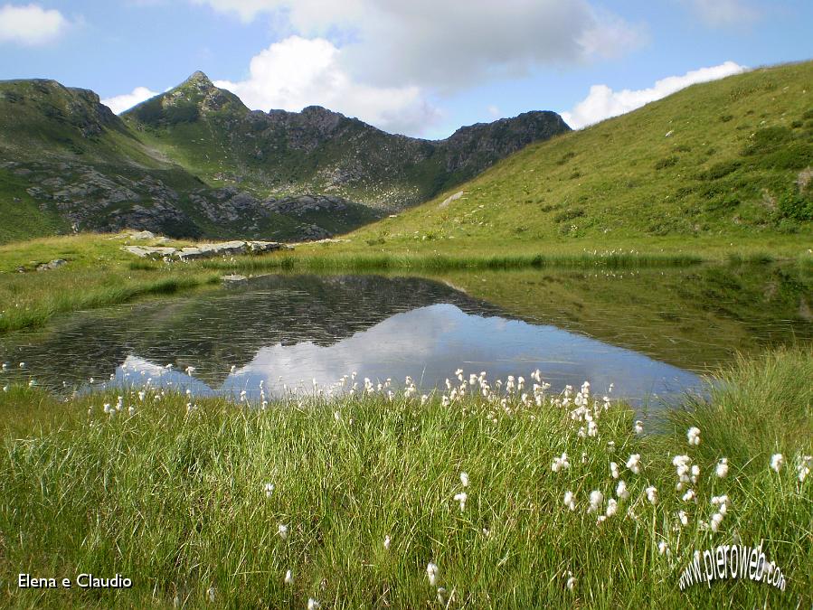 05 - Specchio d'acqua tra il cotone.jpg - 05 - Specchio d'acqua tra bianchi eriofori